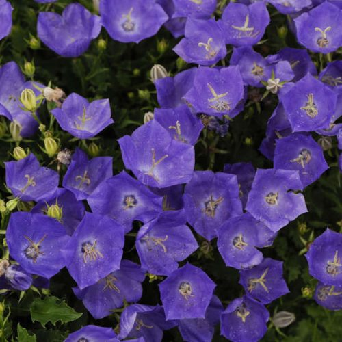 Kárpáti harangvirág - Campanula carpatica ‘Pearl Blue’