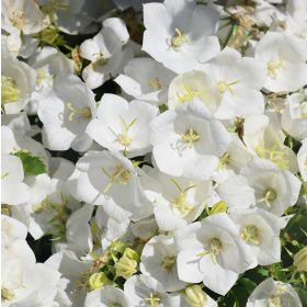   Kárpáti harangvirág - Campanula carpatica ‘Pearl White’