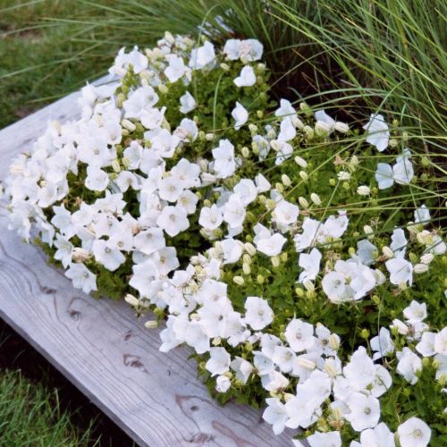 Kárpáti harangvirág - Campanula carpatica ‘Pearl White’