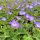 Gólyaorr -Geranium 'Rozanne'