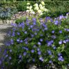 Gólyaorr -Geranium 'Rozanne'