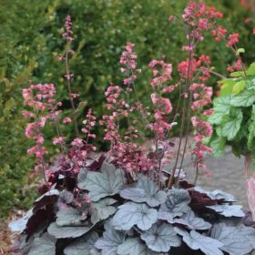 Tűzeső - Heuchera 'Silver Gumdrop'