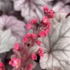 Tűzeső - Heuchera 'Silver Gumdrop'