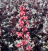 Tűzeső - Heuchera  'Timeless Night' 
