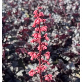 Tűzeső - Heuchera  'Timeless Night' 