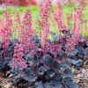 Tűzeső - Heuchera  'Timeless Night' 