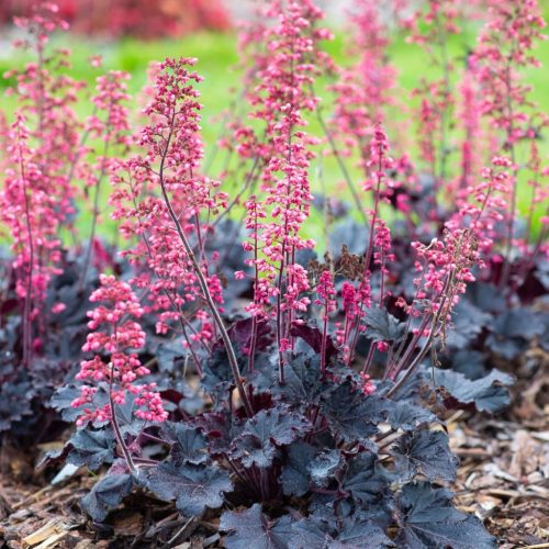 Tűzeső - Heuchera  'Timeless Night' 