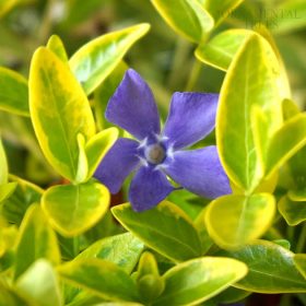 Kis meténg - Vinca minor 'Aureovariegata'