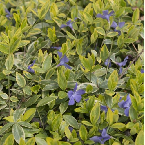 Kis meténg - Vinca minor 'Aureovariegata'