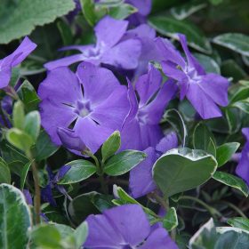 Kis meténg - Vinca minor 'Ralph Shugert'