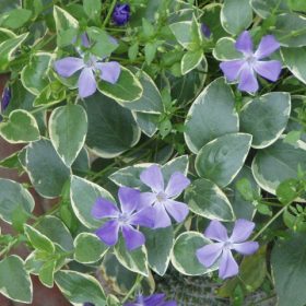 Nagy meténg - Vinca major ‘Variegata’