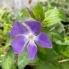 Nagy meténg – Vinca major ‘Maculata’