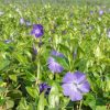 Nagy meténg – Vinca major ‘Maculata’