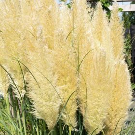 Pampafű - Cortaderia selloana ‘Evita’ 