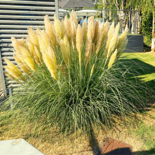 Pampafű - Cortaderia selloana ‘Evita’ 