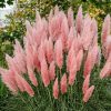 Pampafű - Cortaderia selloana ‘Pink Feather’
