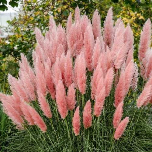Pampafű - Cortaderia selloana ‘Pink Feather’