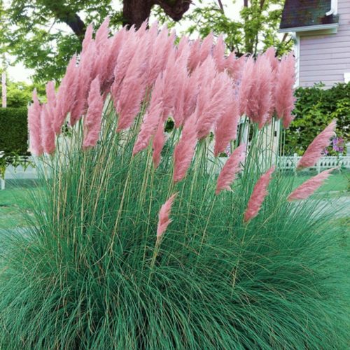 Pampafű - Cortaderia selloana ‘Pink Feather’
