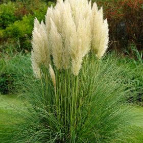 Pampafű - Cortaderia selloana 'Pumila'