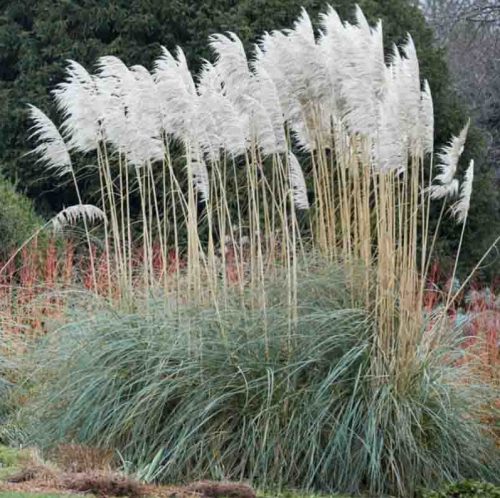 Pampafű - Cortaderia selloana 'Pumila'