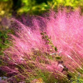 Vattacukorfű - Muhlenbergia capillaris