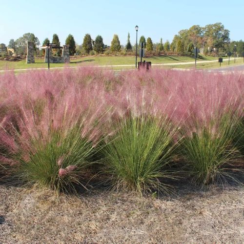 Vattacukorfű - Muhlenbergia capillaris