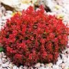 Törpe japán vérborbolya  - Berberis thunbergii 'FireBall'