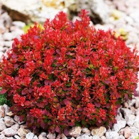   Törpe japán vérborbolya  - Berberis thunbergii 'FireBall'