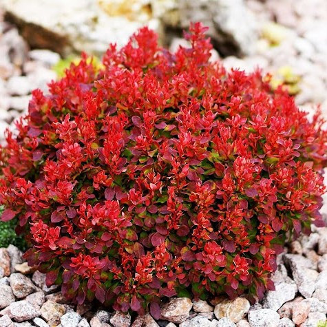 Törpe japán vérborbolya  - Berberis thunbergii 'FireBall'