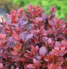 Törpe japán vérborbolya  - Berberis thunbergii 'FireBall'