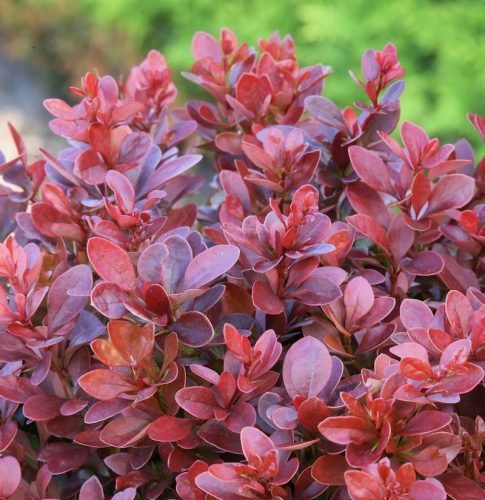 Törpe japán vérborbolya  - Berberis thunbergii 'FireBall'