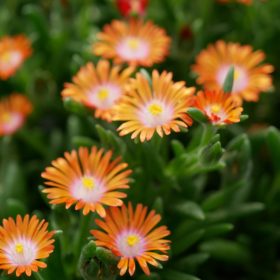 Délvirág - Delosperma cooperi 'Ice Cream Orange'