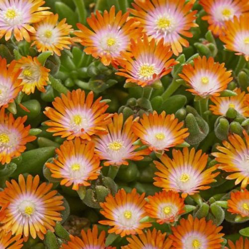 Délvirág - Delosperma cooperi 'Ice Cream Orange'