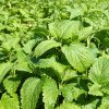 Citromfű - Melissa officinalis 