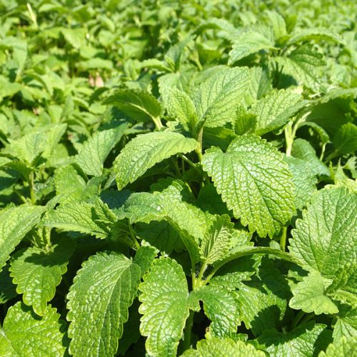 Citromfű - Melissa officinalis 