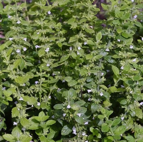 Citromfű - Melissa officinalis 