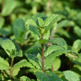 Marokkói menta - Mentha spicata ’Moroccan’