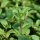 Marokkói menta - Mentha spicata ’Moroccan’