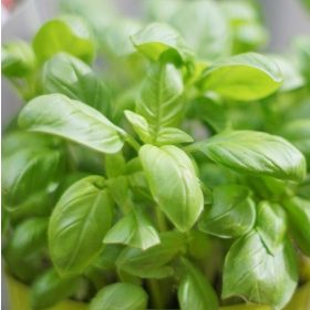 Bazsalikom – Ocimum basilicum 'Adi'