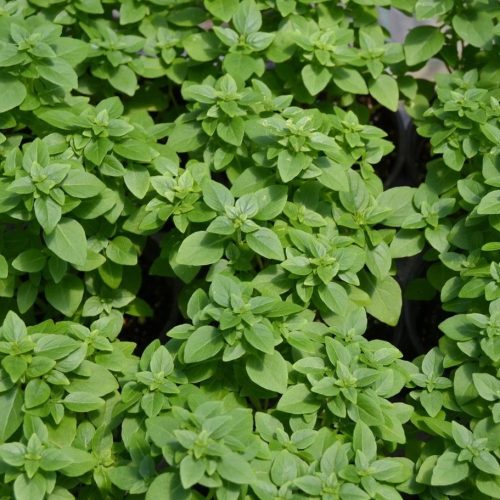 Bazsalikom – Ocimum basilicum 'Adi'