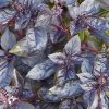 Bíbor levelű bazsalikom - Ocimum basilicum 'Red Rubin' 