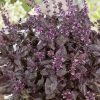 Bíbor levelű bazsalikom - Ocimum basilicum 'Red Rubin' 