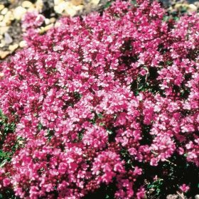 Korai kakukkfű – Thymus praecox 'Creeping Red'