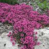 Korai kakukkfű – Thymus praecox 'Creeping Red'