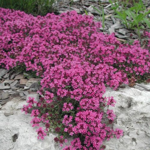 Korai kakukkfű – Thymus praecox 'Creeping Red'