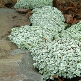 Sápadt juhpárna - Raoulia hooker