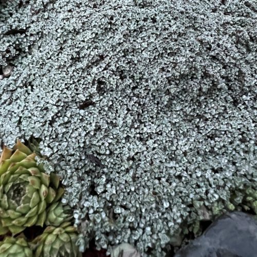 Sápadt juhpárna - Raoulia hooker