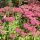 Varjúháj – Sedum spectabile 'Herbstfreude'