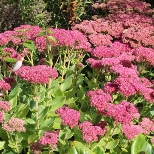 Varjúháj – Sedum 'Herbstfreude'