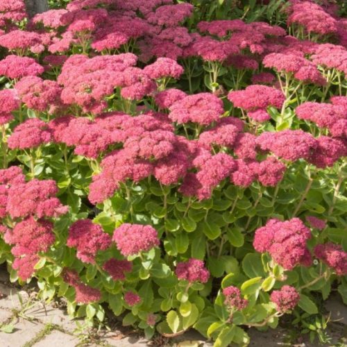 Varjúháj – Sedum 'Herbstfreude'